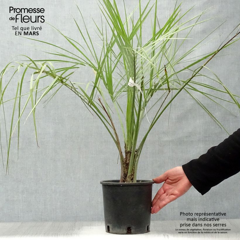 Example of Palmier à vin - Butia capitata Pot van 2 l/3 l as you get in printemps