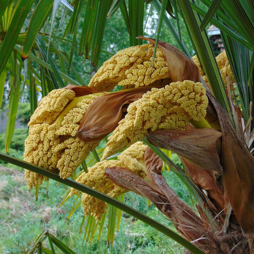 Trachycarpus fortunei - Chinese waaierpalm (Flowering)