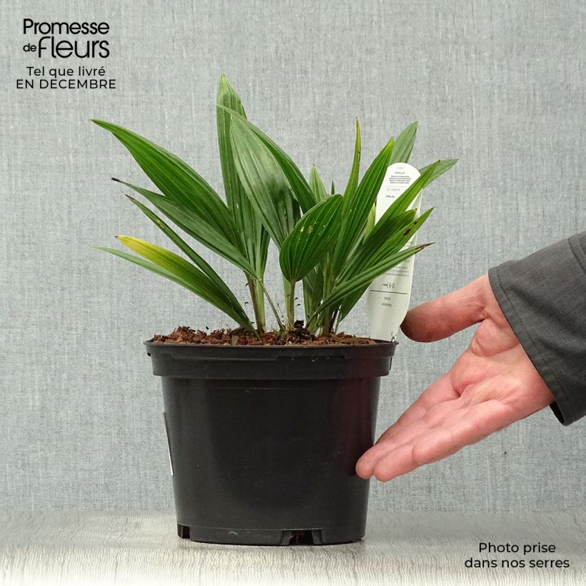 Example of Palmier de Chine - Trachycarpus fortunei  Pot van 2 l/3 l as you get in hiver