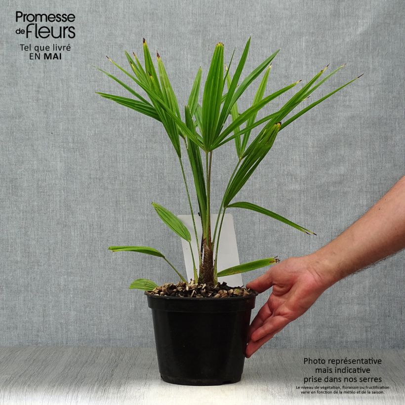 Exemplaar van Trachycarpus fortunei - Chinese waaierpalm Pot van 2 l/3 l zoals geleverd in de lente