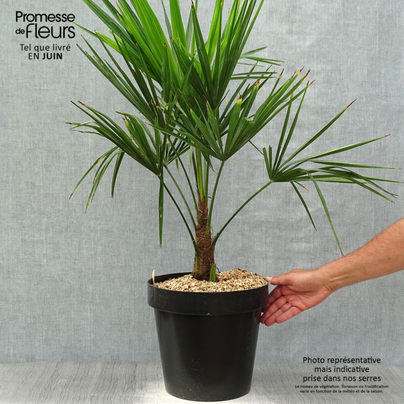 Exemplaar van Trachycarpus fortunei - Chinese waaierpalm Pot van 12 l/15 l zoals geleverd in de lente
