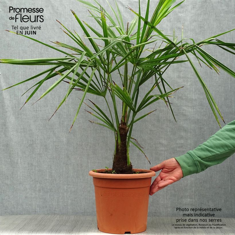 Exemplaar van Trachycarpus fortunei - Chinese waaierpalm Pot van 6 l/7 l zoals geleverd in de zomer