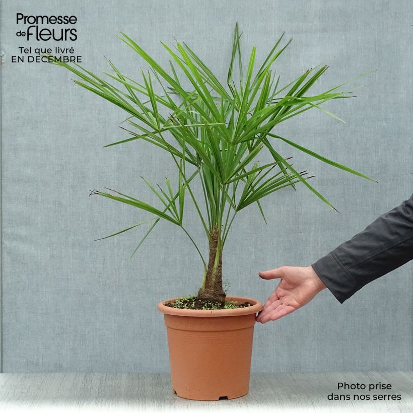 Example of Palmier de Chine - Trachycarpus fortunei  Pot van 6 l/7 l as you get in hiver
