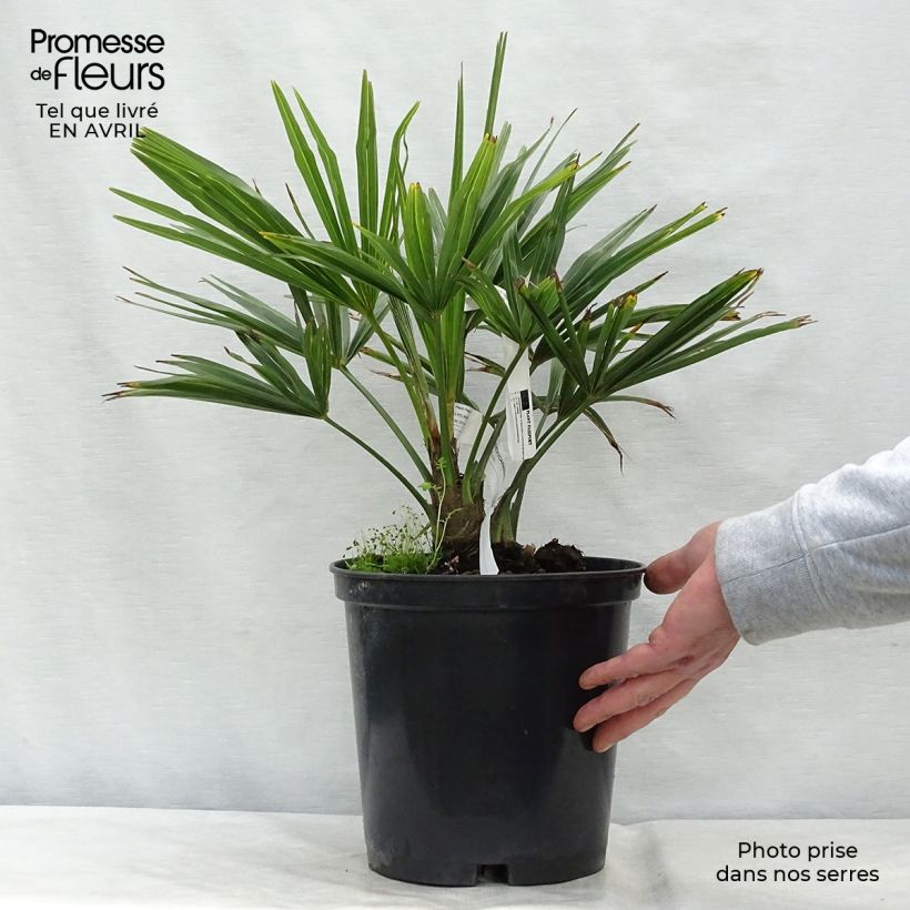 Exemplaar van Trachycarpus fortunei - Chinese waaierpalm Pot van 6 l/7 l zoals geleverd in de lente