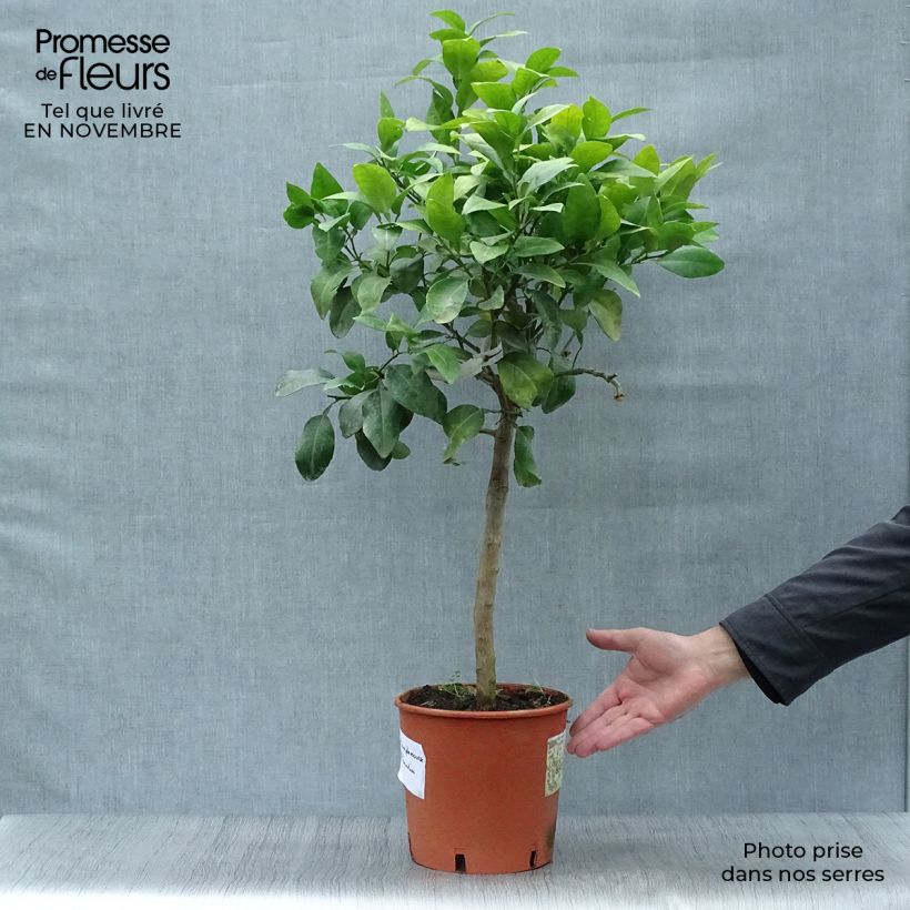 Exemplaar van Grapefruit - Citrus × paradisi Pot van 4 l/5 l, Kwartstam zoals geleverd in de herfst