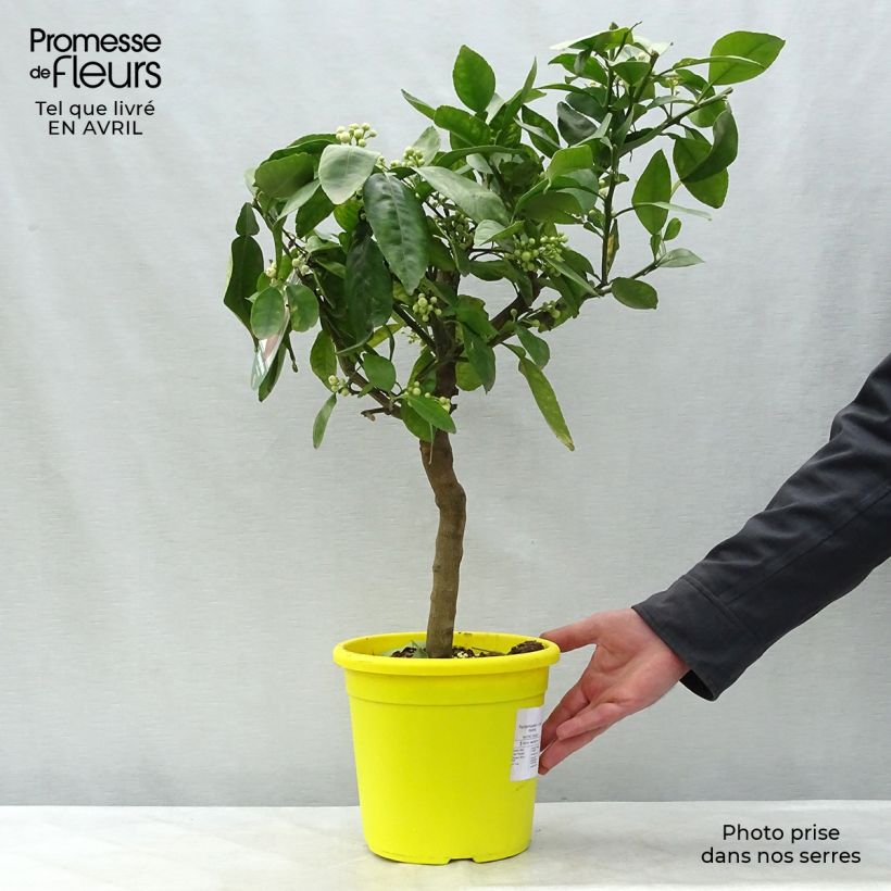Exemplaar van Grapefruit - Citrus × paradisi Pot van 4 l/5 l, Kwartstam zoals geleverd in de lente