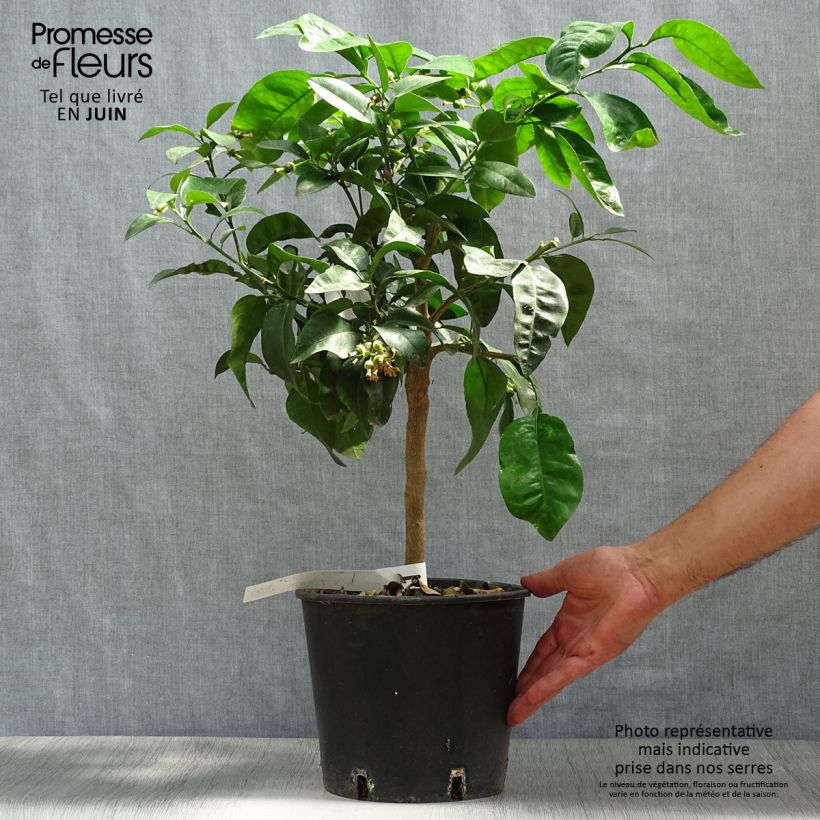 Exemplaar van Grapefruit - Citrus × paradisi Pot van 4 l/5 l, Kwartstam zoals geleverd in de zomer