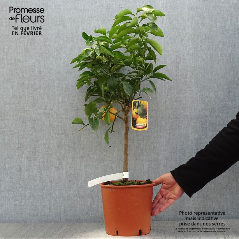 Exemplaar van Grapefruit - Citrus × paradisi Pot van 4 l/5 l, Kwartstam zoals geleverd in de winter