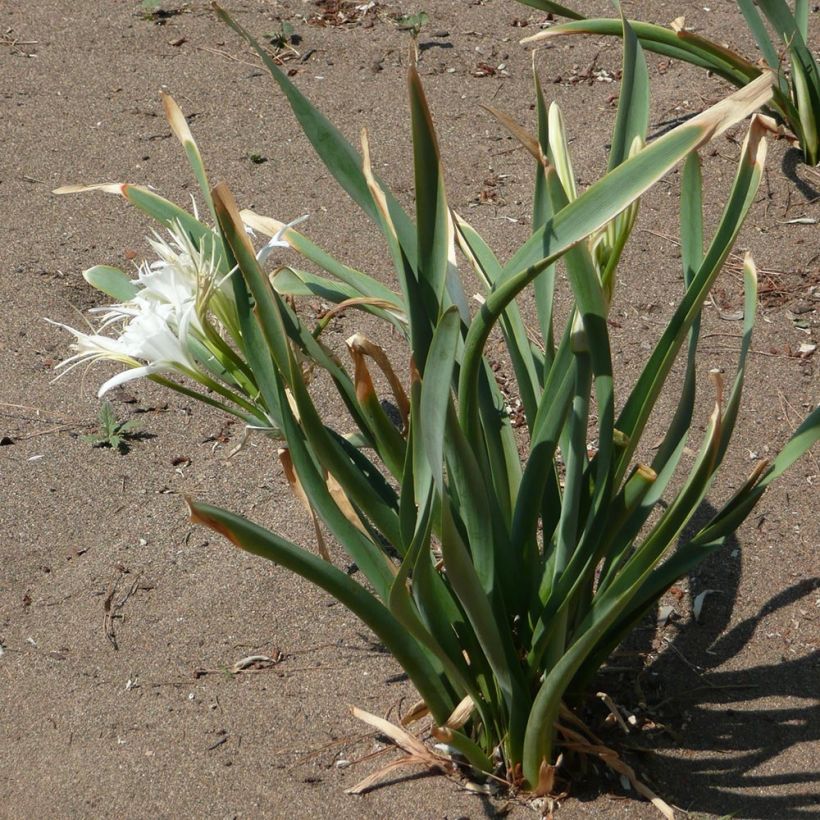 Pancratium maritimum - Zeenarcis (Groeiplaats)