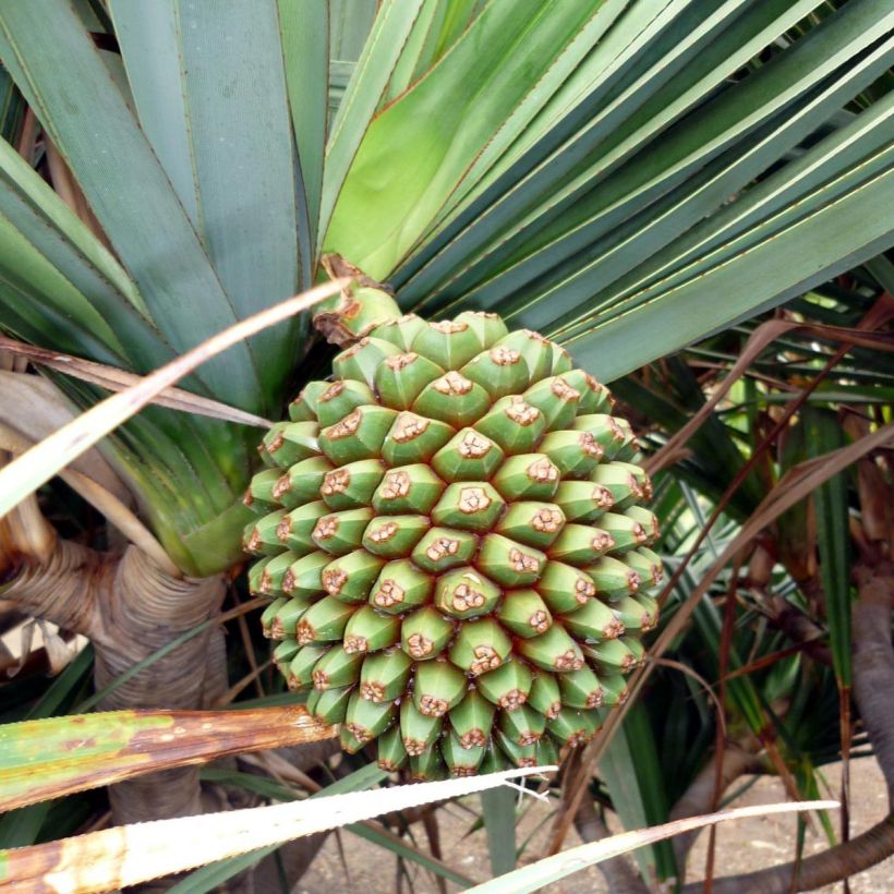 Pandanus utilis - Schroefpalm (Harvest)