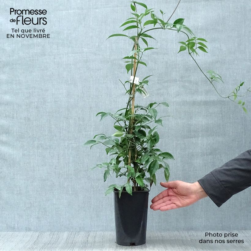 Exemplaar van Pandorea jasminoïdes Alba - Australische trompetklimmer Pot van 2 l/3 l zoals geleverd in de herfst