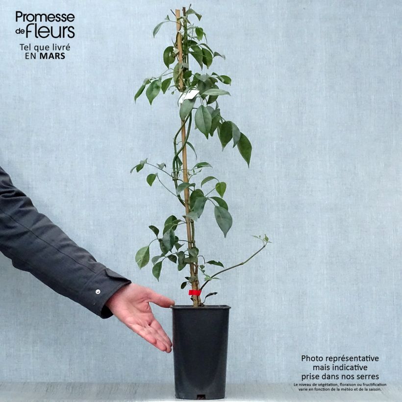 Exemplaar van Pandorea jasminoïdes Rosea - Australische trompetklimmer Pot van 2 l/3 l zoals geleverd in de lente