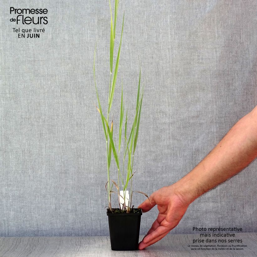 Exemplaar van Panicum virgatum Blue Darkness - Vingergras Kweekpotje van 8/9 cm zoals geleverd in de zomer