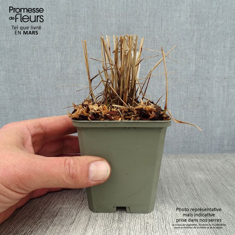 Example of Panicum virgatum Cheyenne Sky - Vingergras Kweekpotje van 8/9 cm as you get in hiver