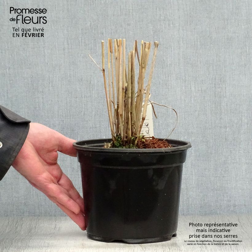Example of Panicum virgatum Cloud Nine - Vingergras Pot van 1 l/1,5 l as you get in hiver