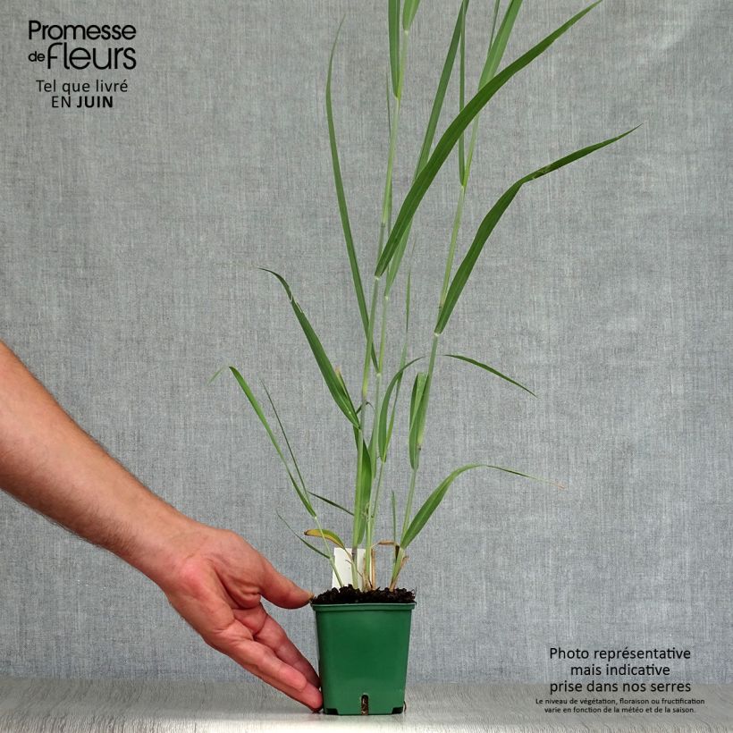 Exemplaar van Panicum virgatum Dallas Blues - Vingergras Kweekpotje van 8/9 cm zoals geleverd in de zomer