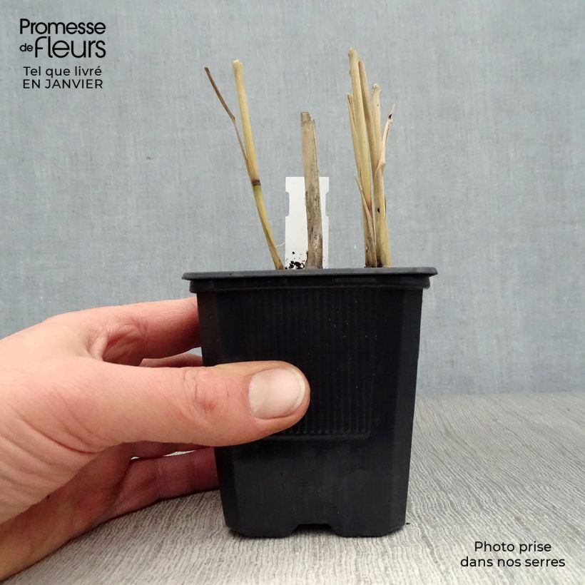 Example of Panic érigé - Panicum virgatum Dallas Blues  Kweekpotje van 8/9 cm as you get in hiver