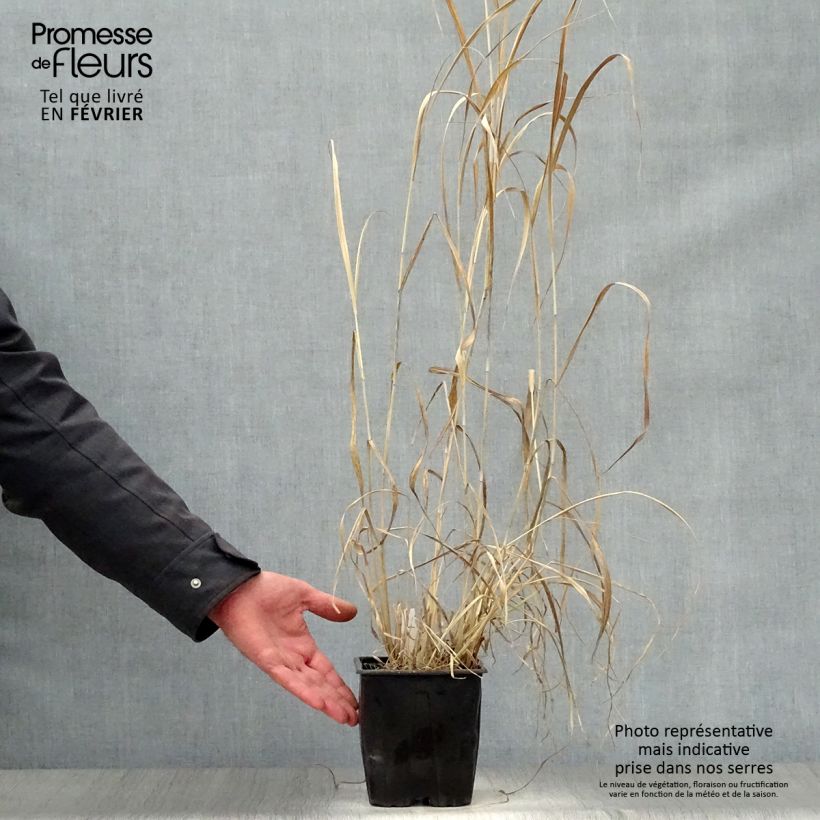 Example of Panic érigé - Panicum virgatum Dallas Blues  Pot van 2 l/3 l as you get in hiver