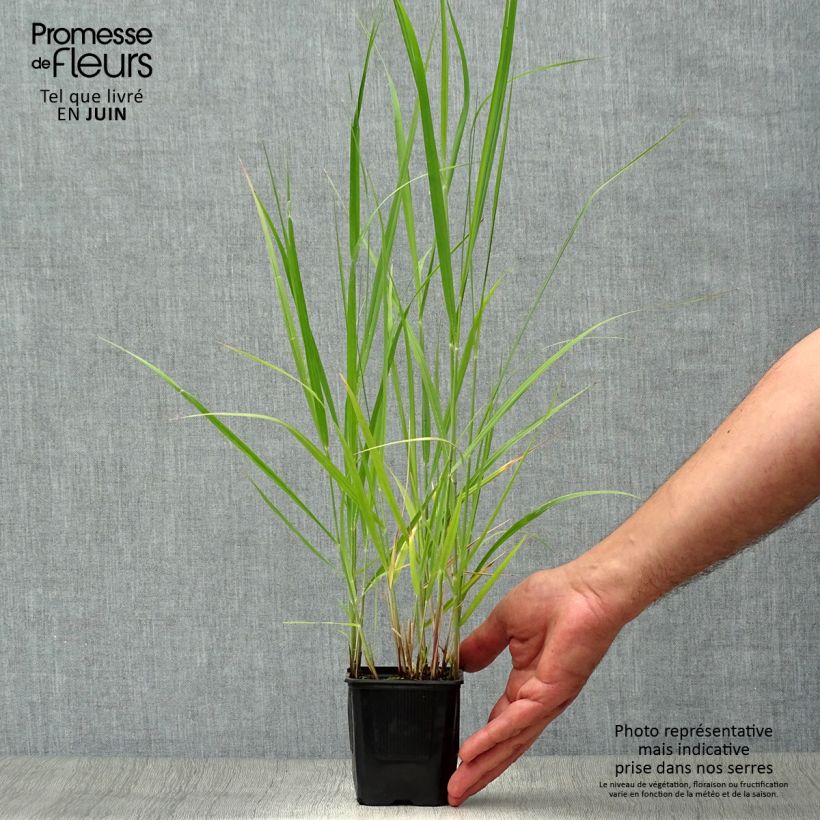 Exemplaar van Panicum virgatum Heavy Metal - Vingergras Kweekpotje van 8/9 cm zoals geleverd in de zomer