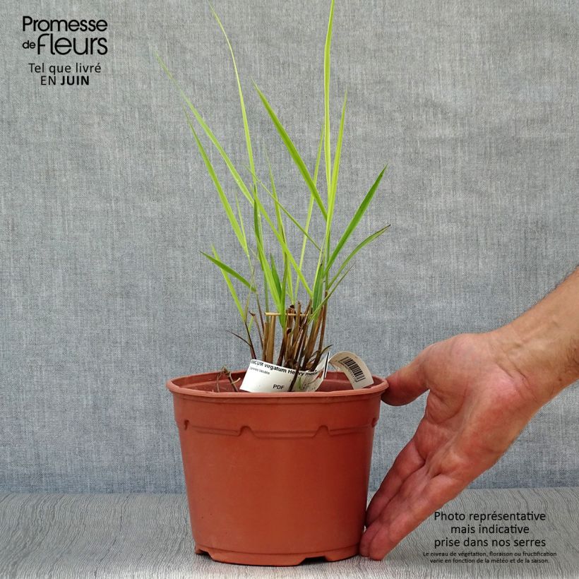 Exemplaar van Panicum virgatum Heavy Metal - Vingergras Pot van 2 l/3 l zoals geleverd in de zomer