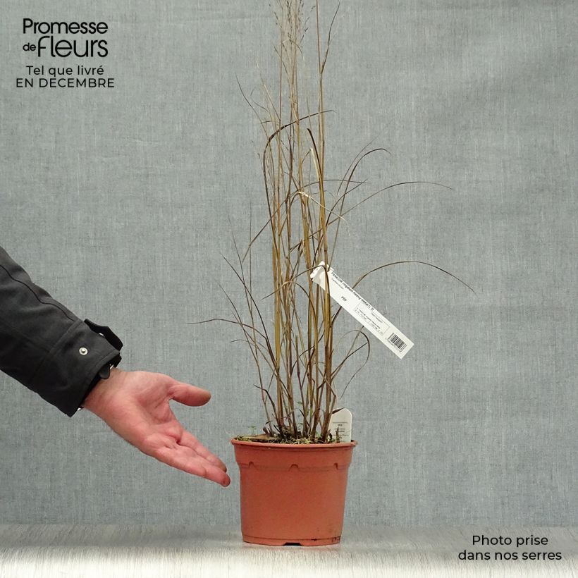 Example of Panicum virgatum Heavy Metal - Vingergras Pot van 2 l/3 l as you get in hiver