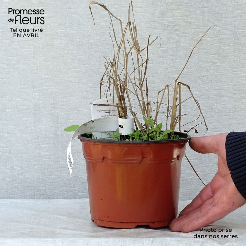 Exemplaar van Panicum virgatum Heavy Metal - Vingergras Pot van 2 l/3 l zoals geleverd in de lente