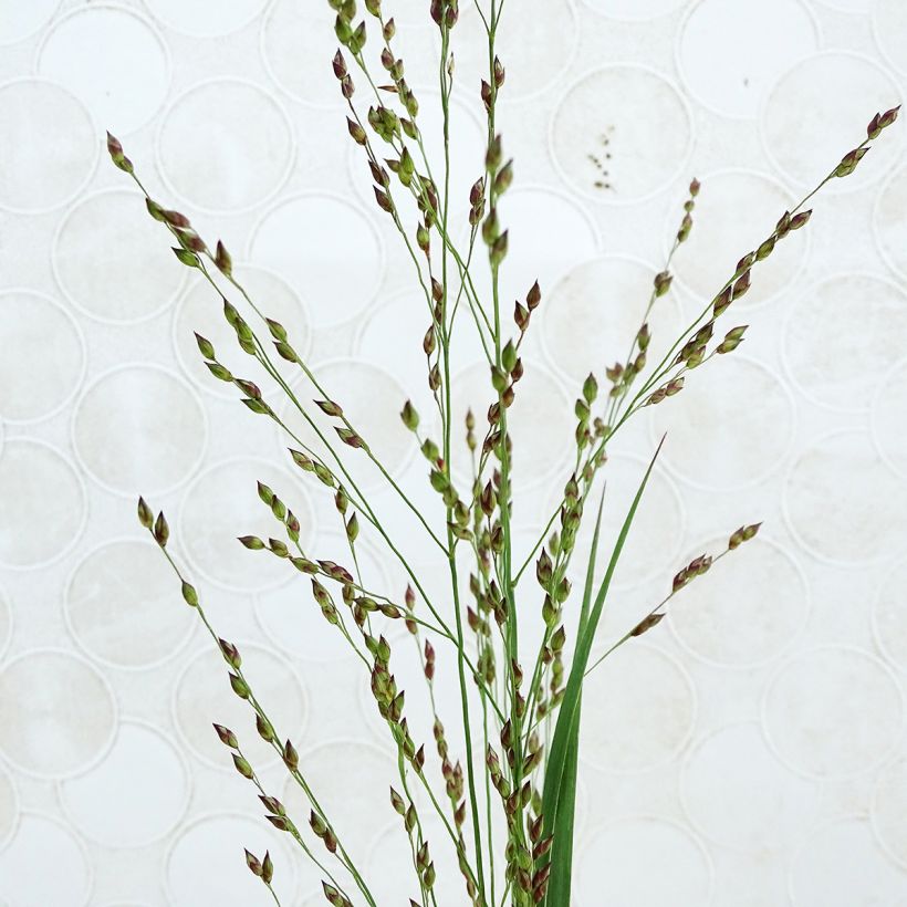 Panicum virgatum Heiliger Hain - Vingergras (Flowering)