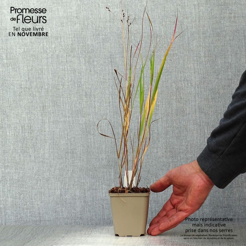 Exemplaar van Panicum virgatum Heiliger Hain - Vingergras Kweekpotje van 8/9 cm zoals geleverd in de herfst