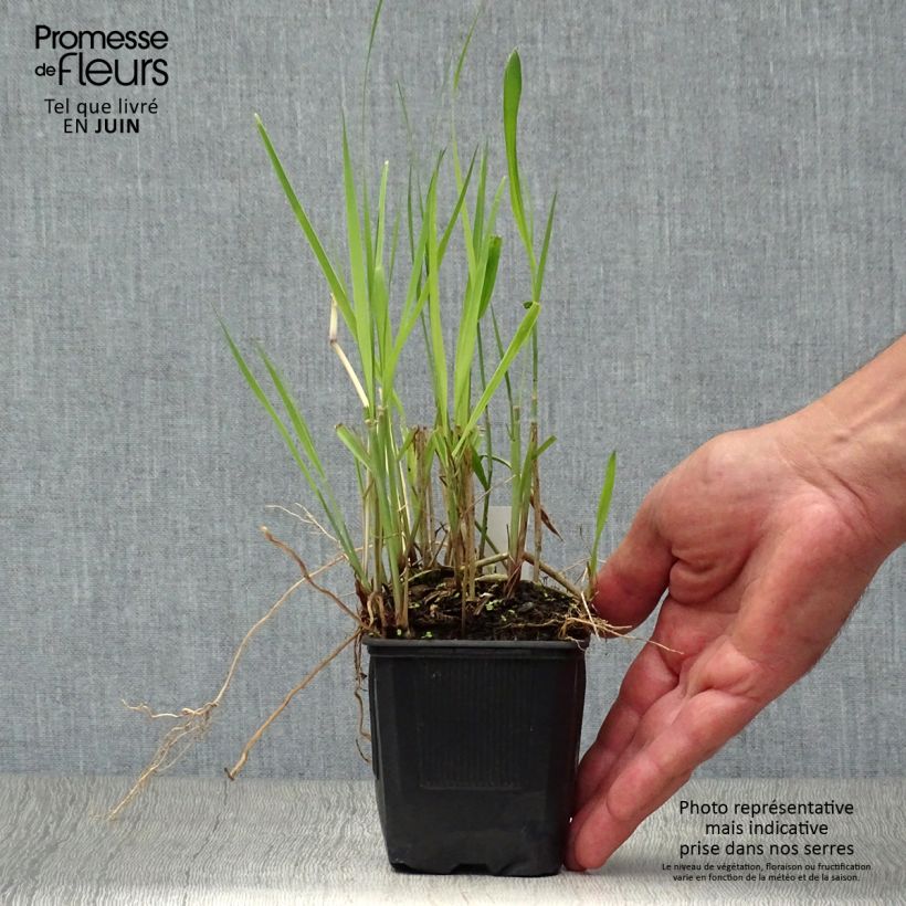 Exemplaar van Panicum virgatum Heiliger Hain - Vingergras Kweekpotje van 8/9 cm zoals geleverd in de zomer