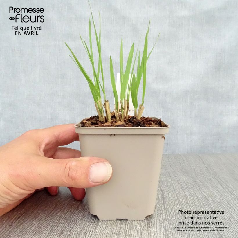 Exemplaar van Panicum virgatum Hot Rod - Vingergras Kweekpotje van 8/9 cm zoals geleverd in de lente
