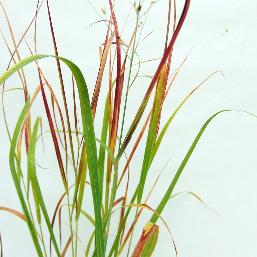Panicum virgatum Kulsenmoor - Vingergras (Foliage)
