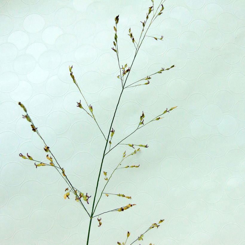 Panicum virgatum Kulsenmoor - Vingergras (Flowering)