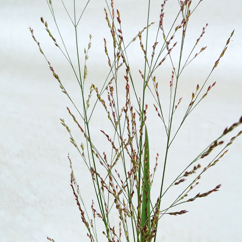 Panicum virgatum Northwind - Vingergras (Flowering)