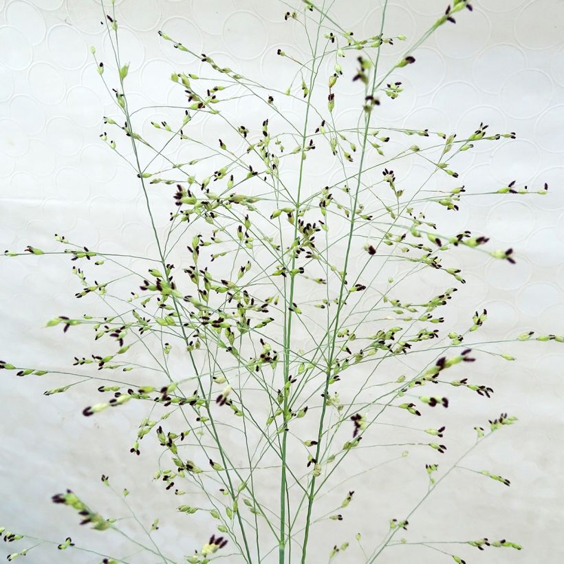 Panicum virgatum Prairie Sky - Vingergras (Flowering)