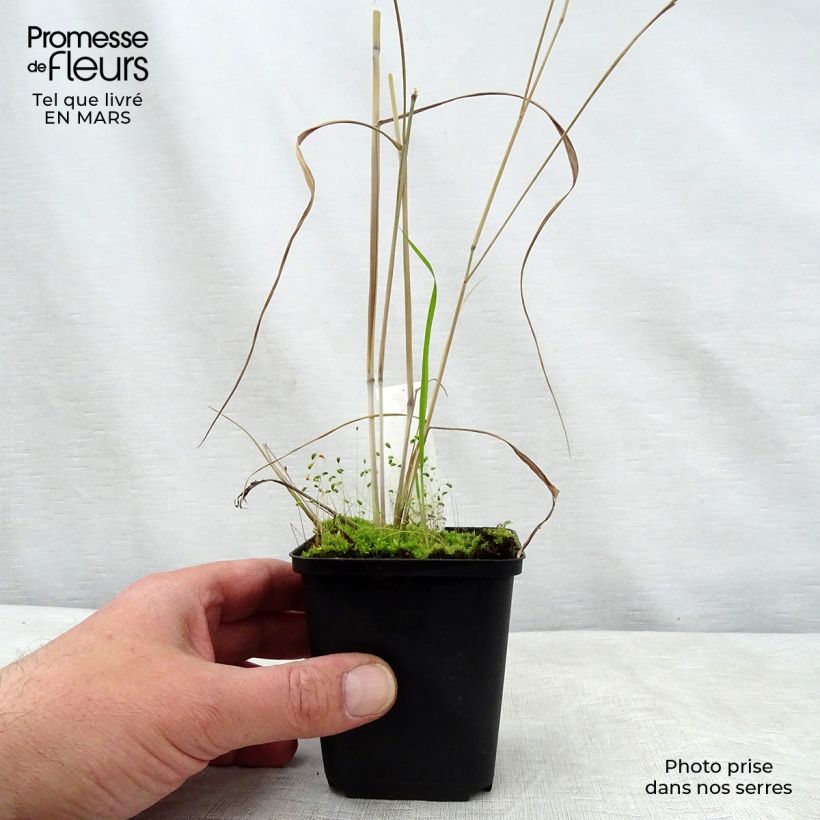 Exemplaar van Panicum virgatum Prairie Sky - Vingergras Kweekpotje van 8/9 cm zoals geleverd in de lente