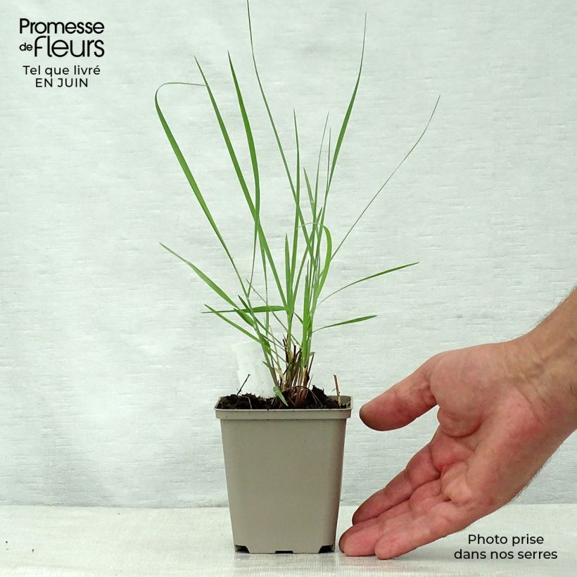 Exemplaar van Panicum virgatum Prairie Sky - Vingergras Kweekpotje van 8/9 cm zoals geleverd in de zomer