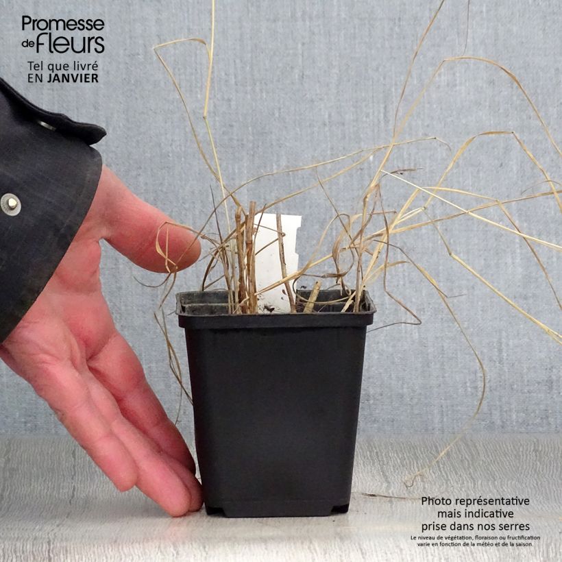 Example of Panic érigé - Panicum virgatum Prairie Sky Kweekpotje van 8/9 cm as you get in hiver