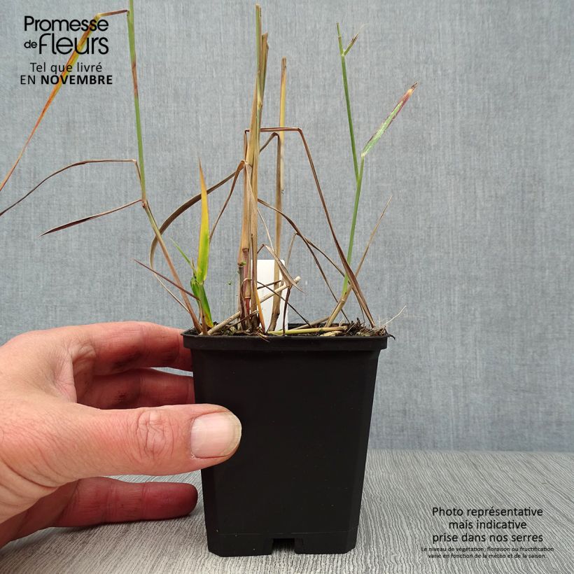 Exemplaar van Panicum virgatum Rehbraun - Vingergras Kweekpotje van 8/9 cm zoals geleverd in de herfst