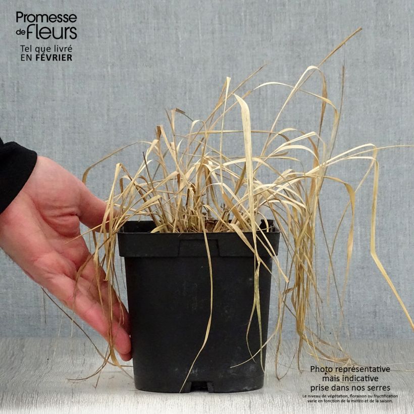 Example of Panic érigé - Panicum virgatum Rehbraun Pot van 2 l/3 l as you get in hiver