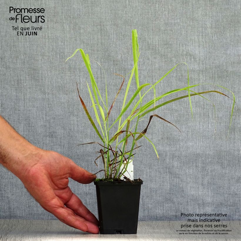 Exemplaar van Panicum virgatum Sangria - Vingergras Kweekpotje van 8/9 cm zoals geleverd in de zomer