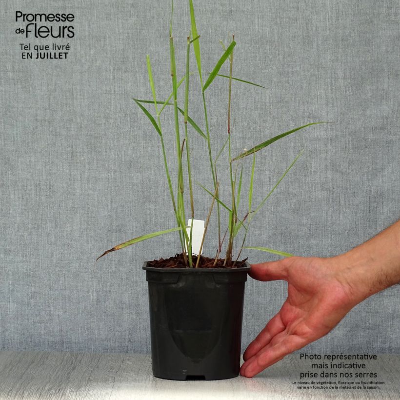 Exemplaar van Panicum virgatum Sangria - Vingergras Pot van 2 l/3 l zoals geleverd in de zomer