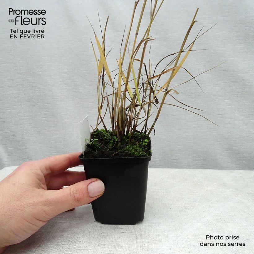 Example of Panic érigé - Panicum virgatum Shenandoah Kweekpotje van 8/9 cm as you get in hiver