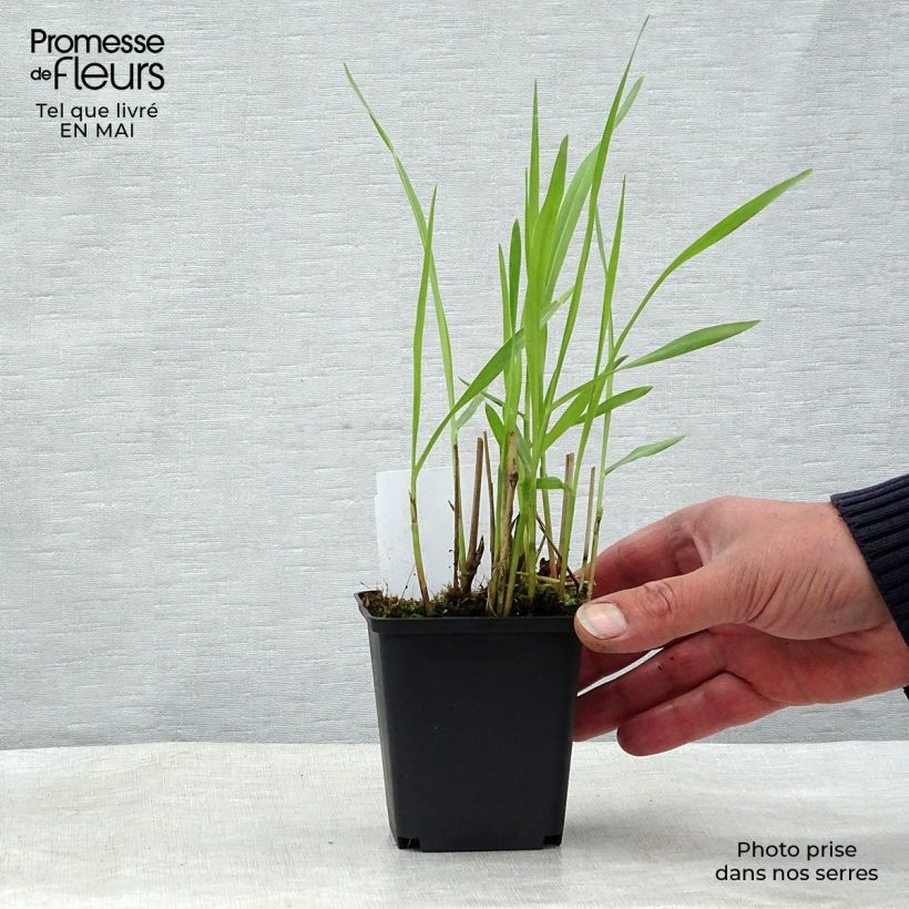 Exemplaar van Panicum virgatum Shenandoah - Vingergras Kweekpotje van 8/9 cm zoals geleverd in de lente