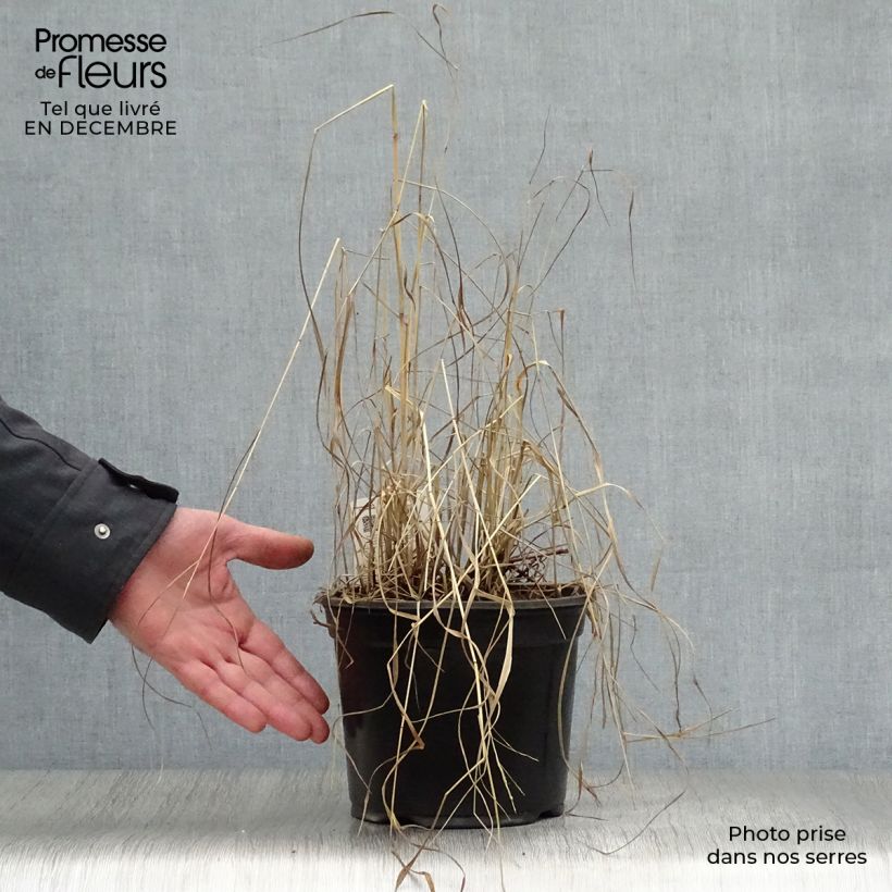 Example of Panic érigé - Panicum virgatum Shenandoah Pot van 2 l/3 l as you get in hiver