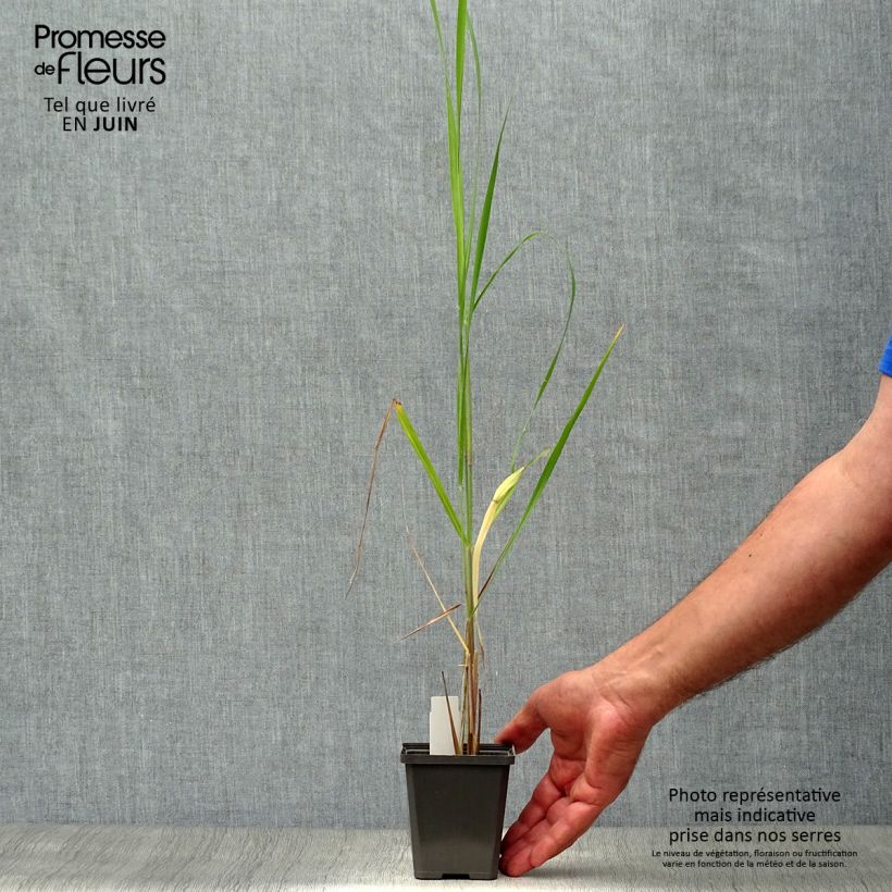 Exemplaar van Panicum virgatum Thundercloud - Vingergras Kweekpotje van 8/9 cm zoals geleverd in de zomer
