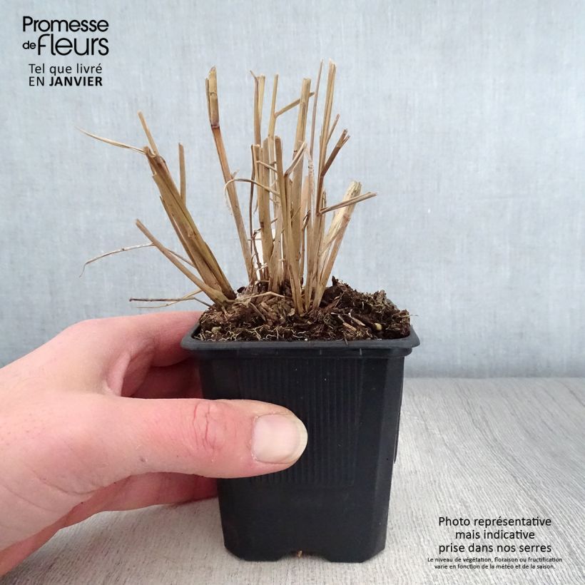 Example of Panic érigé - Panicum virgatum Warrior Kweekpotje van 8/9 cm as you get in hiver