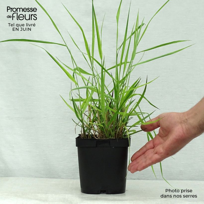 Exemplaar van Panicum virgatum Warrior - Vingergras Pot van 2 l/3 l zoals geleverd in de zomer