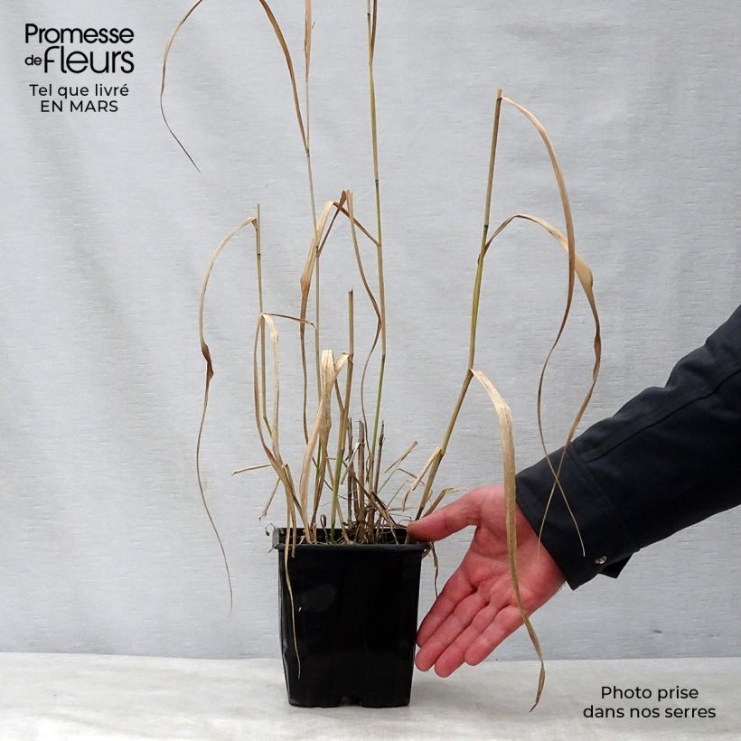 Exemplaar van Panicum virgatum Warrior - Vingergras Pot van 2 l/3 l zoals geleverd in de lente
