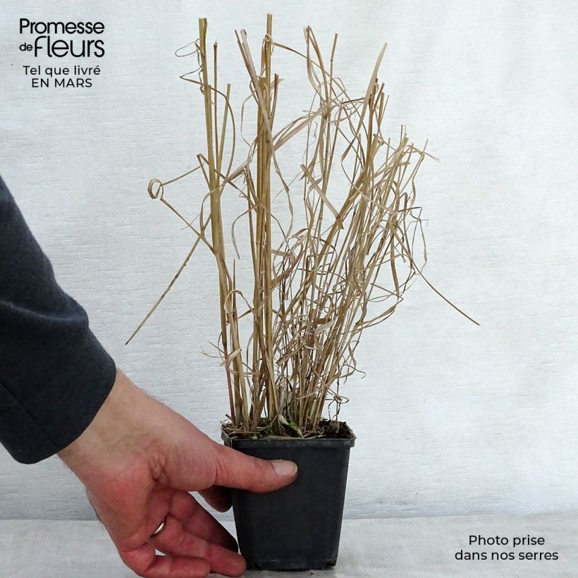 Exemplaar van Panicum amarum - Vingergras Kweekpotje van 8/9 cm zoals geleverd in de lente
