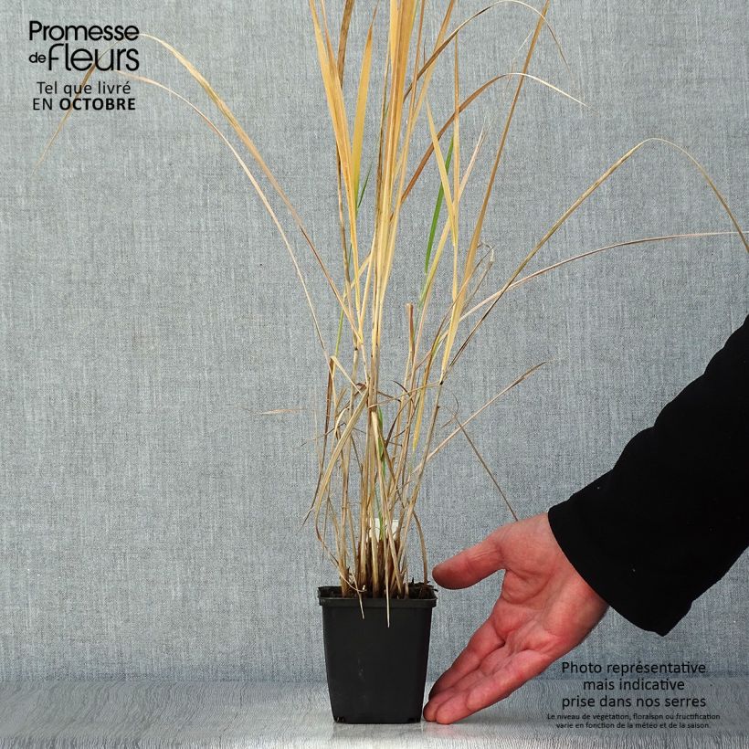 Exemplaar van Panicum amarum - Vingergras Kweekpotje van 8/9 cm zoals geleverd in de herfst